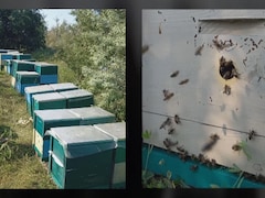 Deux photos des ruches et des abeilles de Dmytro Kushnir en Ukraine.