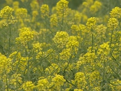Des fleurs de moutarde jaune dans un champs de la Saskatchewan.