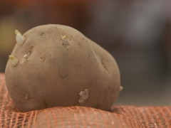 Les pommes de terre commencent à germer lorsqu'elles sont entreposées.