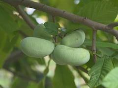 Le pawpaw est un fruit qui ressemble à une grosse mangue verte. 