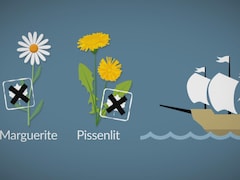 Image infographique d'une marguerite, un pissenlit et un bateau.