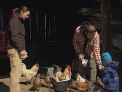 Un jeune couple d'agriculteur s'occupent de leurs poules avec un enfant.