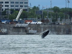 La baleine a offert un magnifique spectacle aux nombreux curieux venus l'observer dans le Vieux-Port de Montréal.