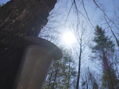 Un seau est accroché à un arbre dans une érablière avec un soleil resplendissant,