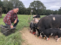 L'éleveur de porcs des Pays-Bas donne des légumes à manger à ses cochons.