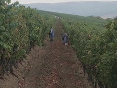 Récolte de raisins dans un vignoble en Moldavie.