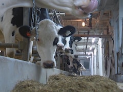 En agriculture biologique, aucun produits de synthèse n'est donné aux animaux.