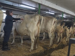 Une vétérinaire fait l'auscultation d'une vache dans une étable 