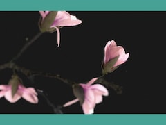 Un dessin avec des fleurs de magnolia.
