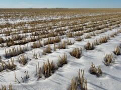 La fonte des neiges se produit dans plusieurs régions de la Saskatchewan à cause des températures élevées. Le 30 janvier 2024.
