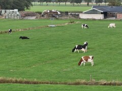 images aérienne de vaches dans un champ aux Pays-Bas.
