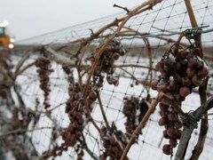 Des vignes sous la neige.
