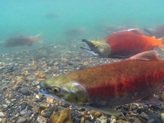 Saumons sockeyes qui nagent dans une rivière de Colombie-Britannique.