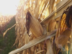 champ de maïs à l'automne avec corridor solaire
