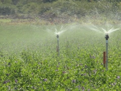 Arroser les champs de plantes fourragères