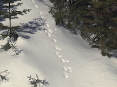 Les pistes d'un animal sur la neige dans une forêt.