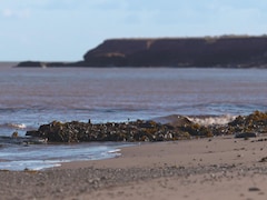 Un amas d'algues sur la plage.