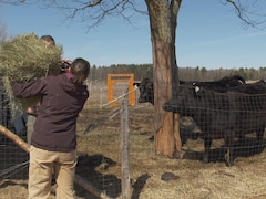 Un couple donne du foin à leur vaches dans un enclos.