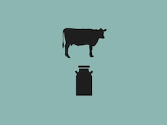image infographique d'une vache et d'un bidon de lait.