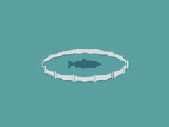 Image infographique d'un saumon dans un bassin d'élevage.