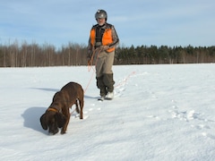 Un conducteur de chien de sang dans un champs l'hiver avec sa chienne qui renifle le sol.