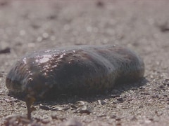 Plan rapproché d'un concombre de mer échoué sur une plage.