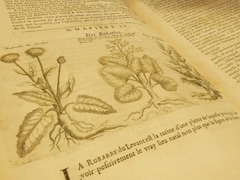 Livre ancien aux pages jaunies avec un dessin de plans de rubarbes.