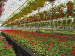 Intérieur d'une grande serre de production horticole remplie de plantes fleuries.