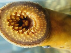 Gueule d'une lamproie marine avec plusieurs rangées de dents et une langue fourchue.