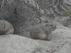 Deux lemmings à la sortie de leur terrier.