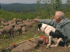 Un berger et son chien veille sur un troupeau de moutons dans une forêt de la Colombie-Britannique