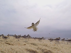 Oiseaux migrateurs sur une plage dans la baie du Delaware.