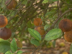 Des oranges qui semblent malades et sèches dans un arbre.