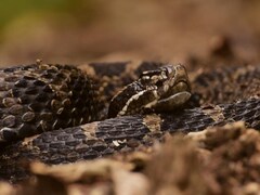 Le serpent massasauga est le seul serpent venimeux de l'Ontario.