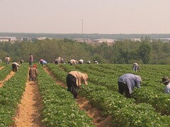 Plusieurs travailleurs étrangers dans un champs de fraises.