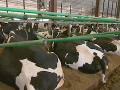Des vaches couchées sur de la litière dans une grande étable.
