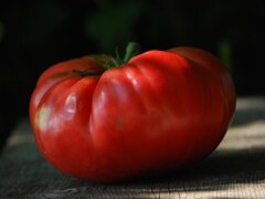 Plan rapproché d'une tomate.