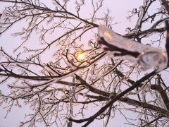 Des rayons de soleil filtrent à travers des branches d’arbre gelées.