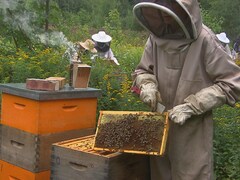 Un apiculteur présente des abeilles dans leur ruche.