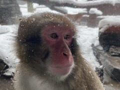 Un macaque japonais. 
