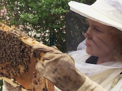 Une femme qui regarde une ruche d'abeille.