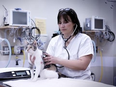 Une vétérinaire qui examine un chat.