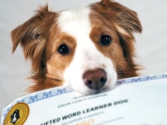 Un chien tient un certificat d'apprentissage dans sa bouche.