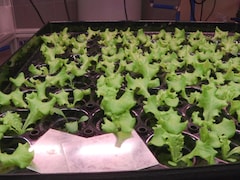 Des feuilles de salade qui poussent dans des pots.