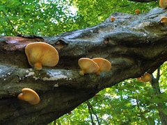 Un arbre remplit de champignons.