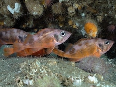 Plusieurs petits poissons dans le fond marin.