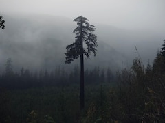 Abre seul symbole de la déforestation.