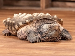 La tortue qui a une tête d'alligator est sur le plancher d'un studio.