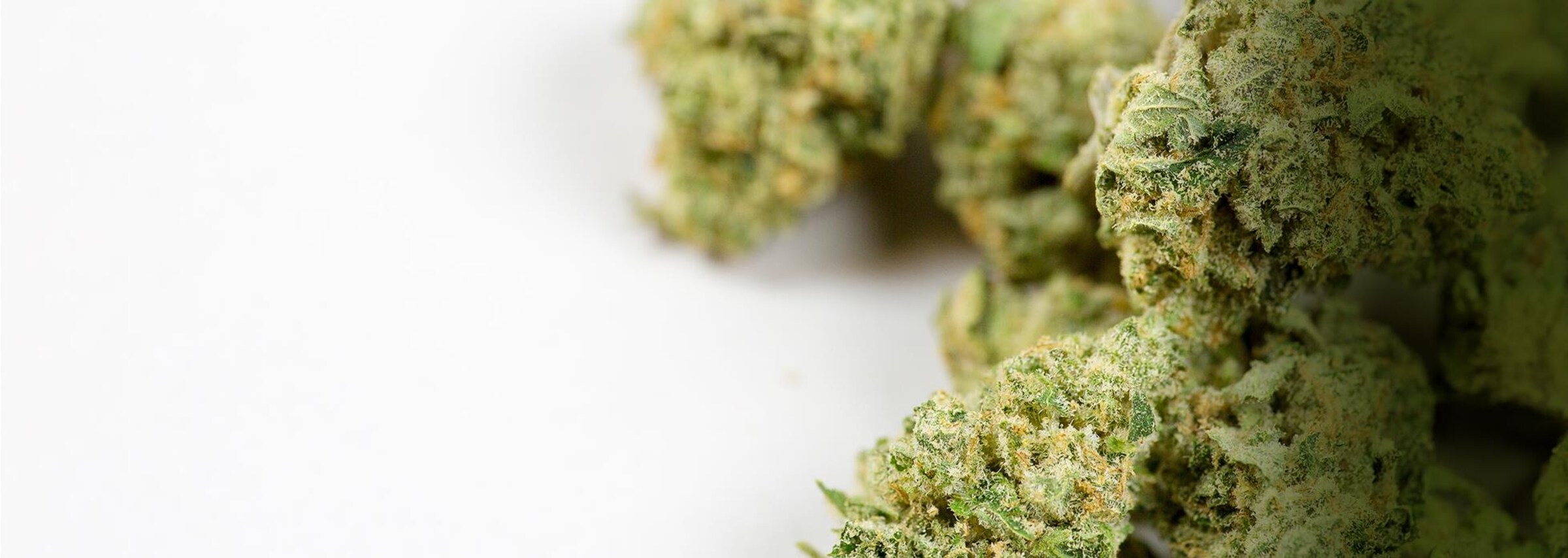 Cannabis