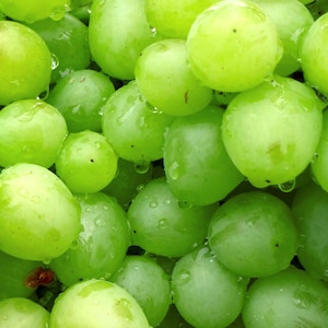 Gros plan sur des raisins verts.